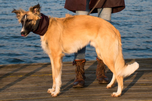 Hundeloop passend zu Frauchens Mantel