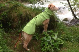 Softshell Regenmantel für Hunde