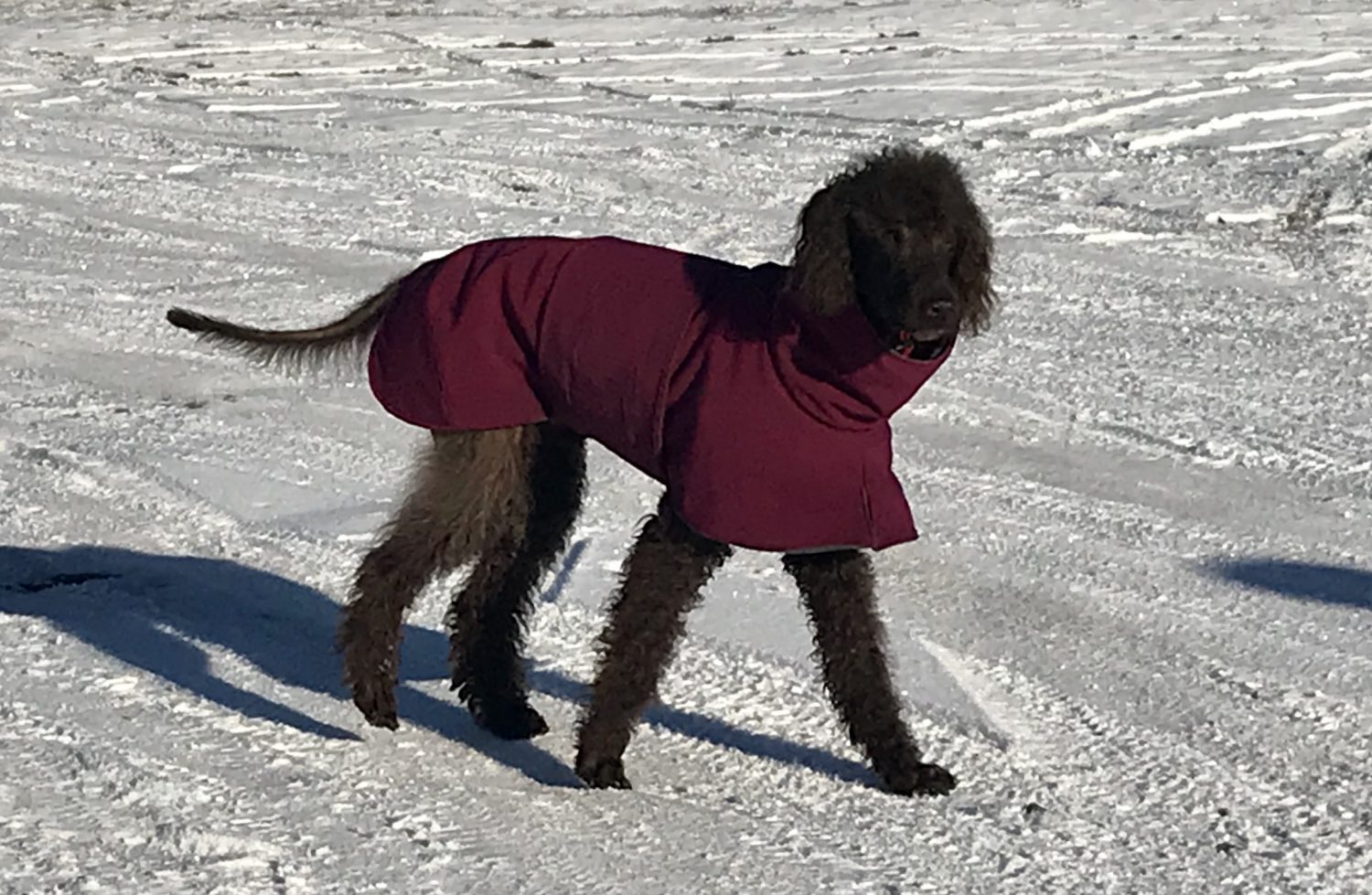 Viele Hunde tragen im Winter gern einen warmen Mantel