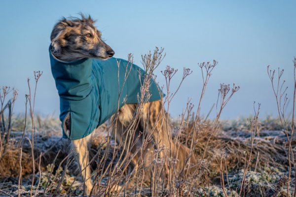 Frauen Gelten Nichts Werden Wie Hunde Behandelt