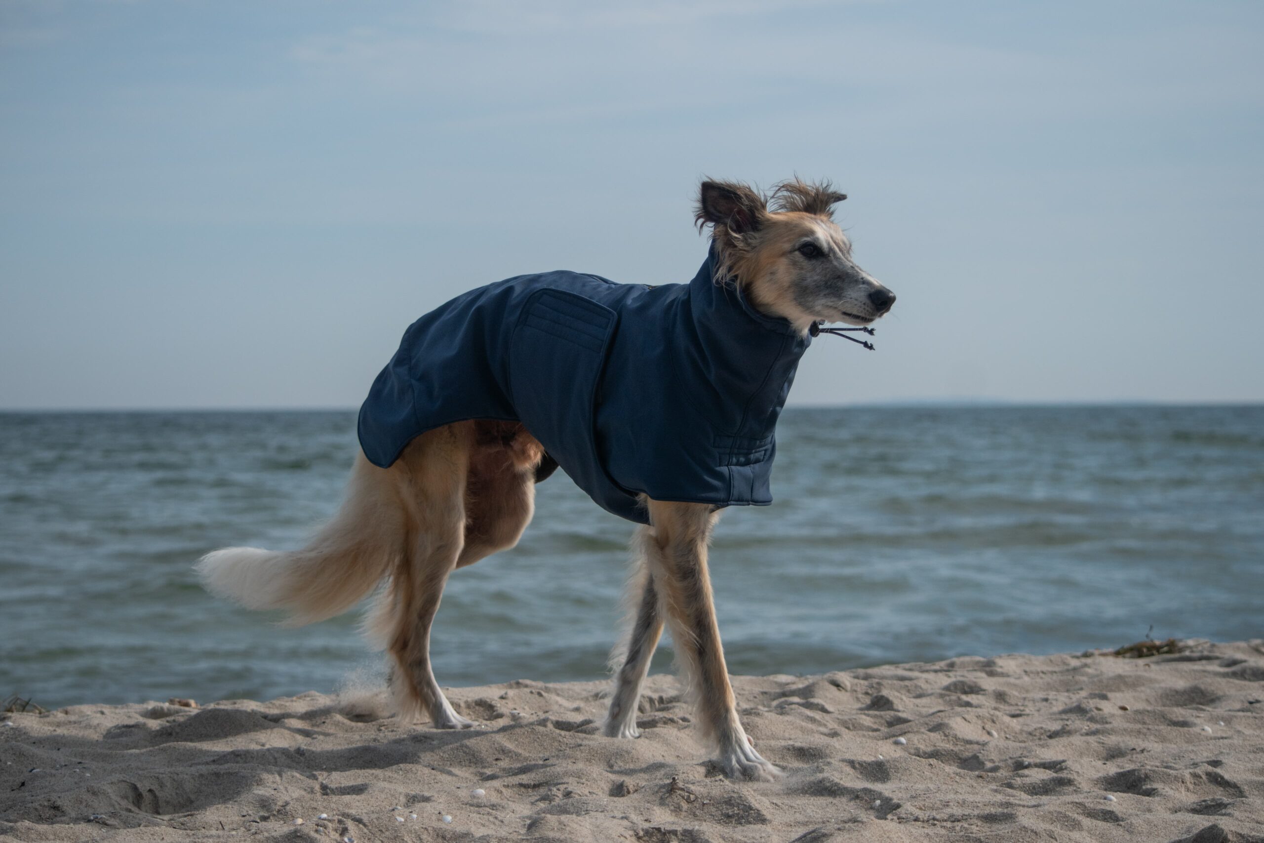 Mantel für Windhunde