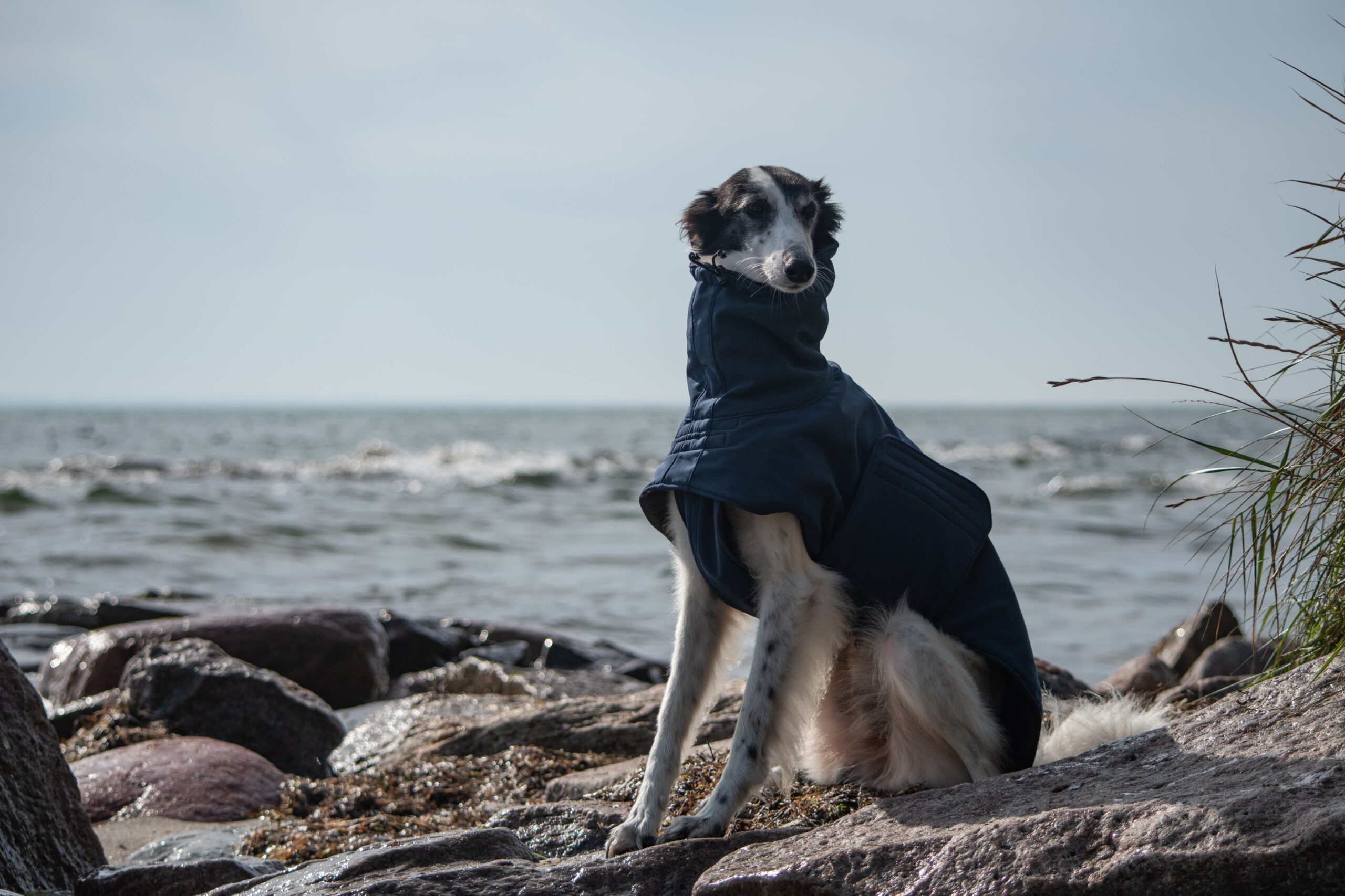 Mantel für Windhund